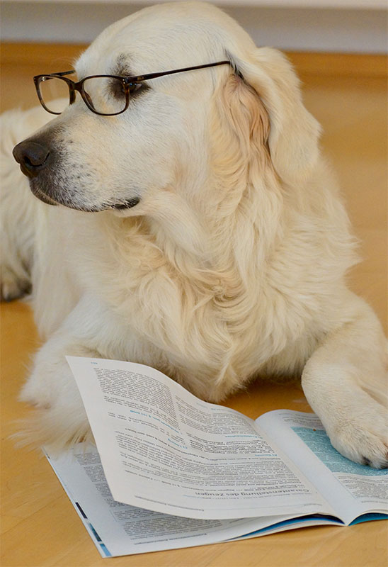 Fotobox, Fotobox mieten, Golden retriever, Fotoboxit